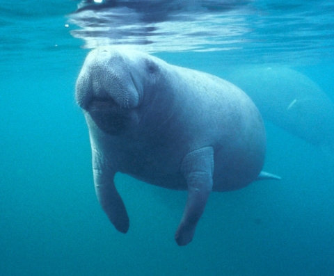 A plump, walrus-like marine mammal resting underwater