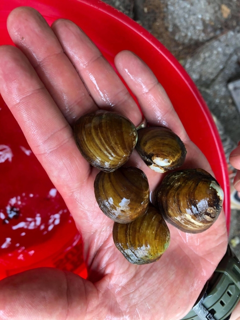 Hand held out over a red 5 gallon bucket displaying 5 freshwater mussels
