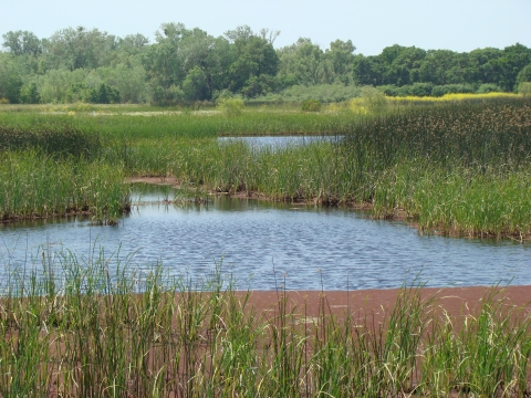 Small ponds lie between islands of green grass.