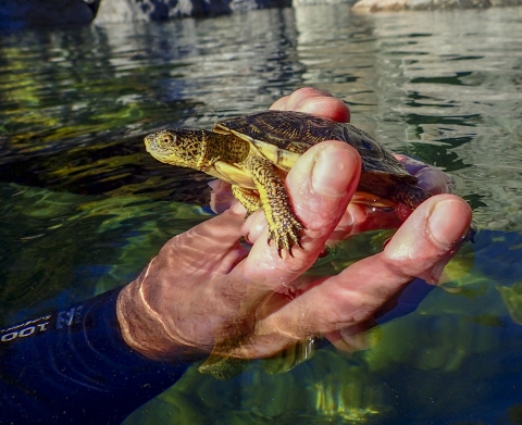 A side view of a turtle being held in a person's hand