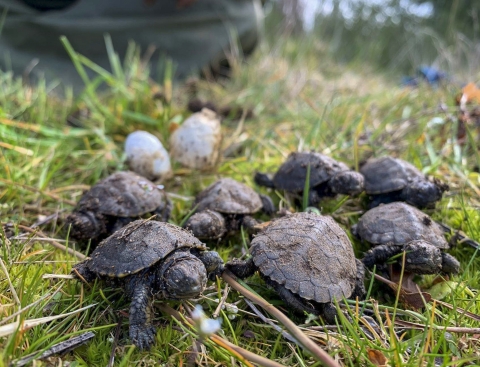 A group of turtles and eggs laying on the grass