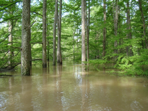 A Flooded forest.