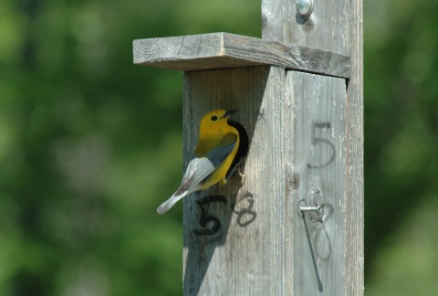 Prothonotary Warbler    
