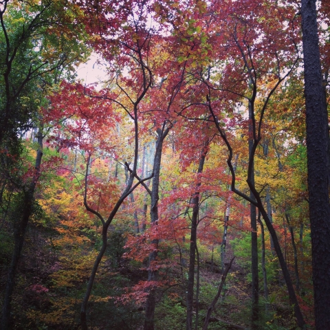 A forest in fall color