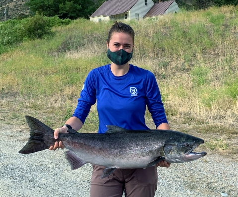 A young woman wearing a blue T-shirt with the leaf-insignia of the Student Conservation Association holds a huge summer Chinook salmon.