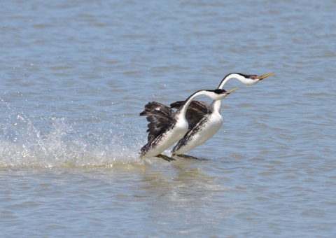 Two birds called Western grebes water skate together, in a mating ritual called rushing, at Bear River Migratory Bird Refuge.