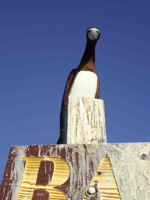 A brown booby sits on top half of the Baker Island National Wildlife Refuge sign. It looks downward towards the camera.