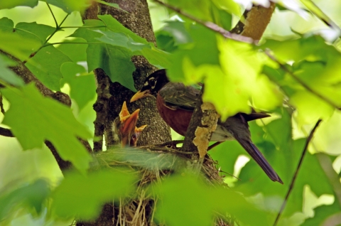American robin feeding young in the nest