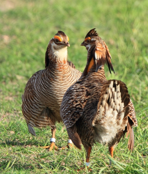 A pair of male Attwater's prairie-chickens stare at each other while standing on a grassy patch