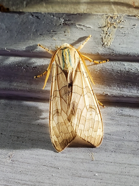 Banded Tussock Moth on house