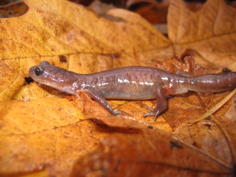 Salamander on leaf