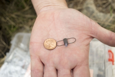 a small location tracking device sits on a hand with a penny to show scale