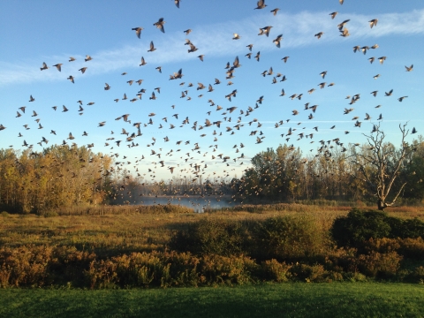Flock of birds over marsh