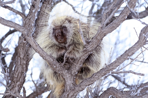 Porcupine observed in a tree during winter at J. Clark Salyer National Refuge. 