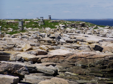 Seal Island's rocky shore and observation blinds