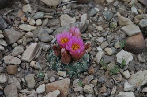 A flowering Pariette cactus.