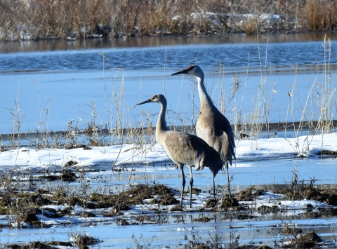 Image of Sandhill Cranes on a snowy marsh