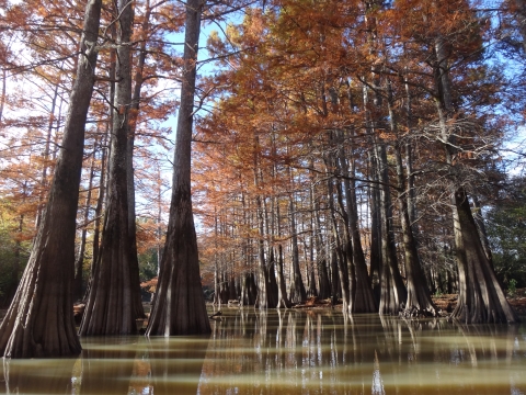 A bald cypress swamp in fall color.