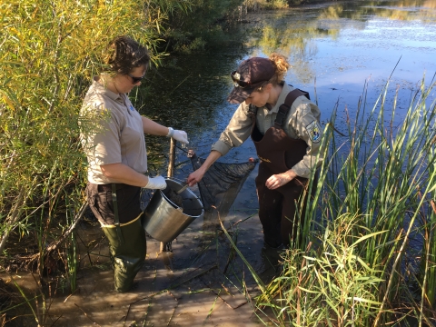 Image of two refuge staff standing in marsh taking samples with a bucket and net