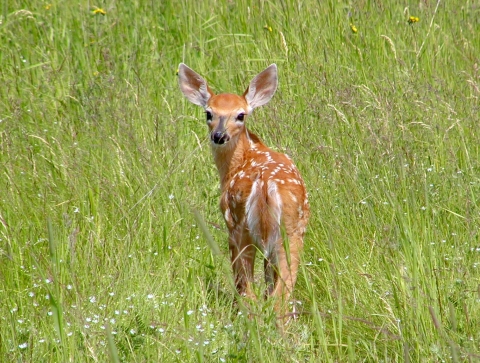 A young deer surprised