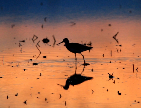 a shorebird walking through a wetland reflects on sunset lit water