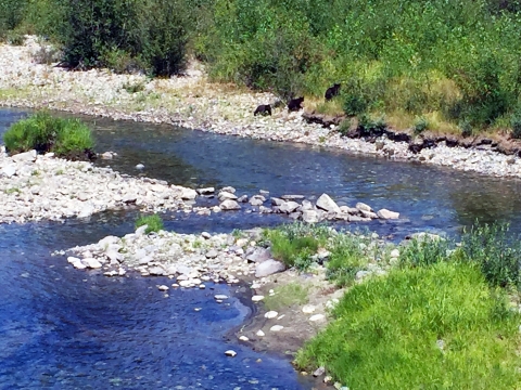 A black American bear walks into the bushes, trailed by two young cubs, leaving behind a braided summer river.