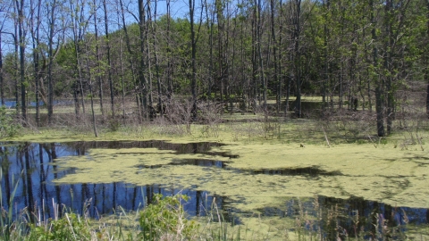 Flooded woodland with floating vegetation on the water