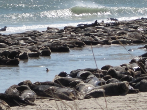 Seal haul out on beach 