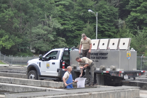 Loading trout in distribution truck for stocking into streams