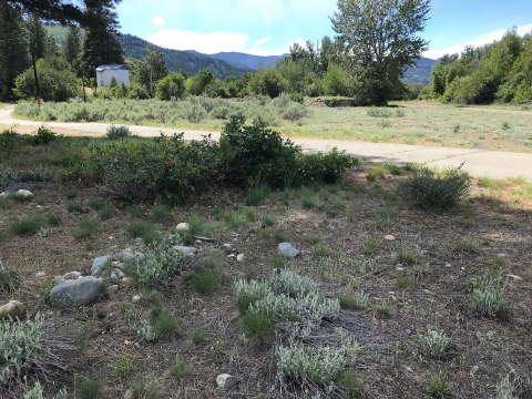 A view of native plants in a semi-arid zone.