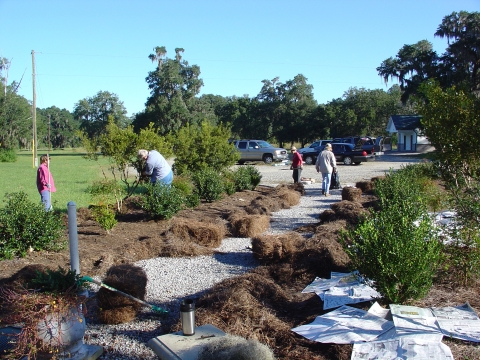Four volunteers plant and mulch shrubs along the walkway to the parking area. 