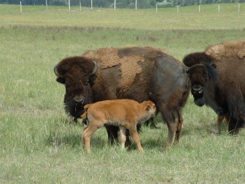 Bison with calf at Fort Niobrara NWR