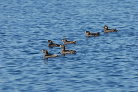 Six Rhinoceros Auklets Swimming Together