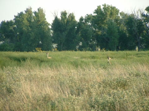 A white-tailed doe and fawn stand in tall grass