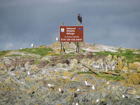 A Young Eagle Perches on a National Wildlife Refuge Sign