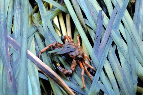 A Kelp Crab in a Bunch of Eelgrass
