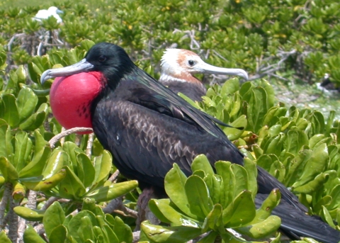 A male great frigatebird looks to the left of the photo. It's red throat pouch is inflated. Behind him is a white frigatebird. Green plants surround them. 