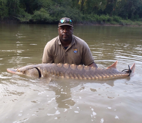 A male fisheries biologist stands in river gently holding a tail tagged gulf sturgeon