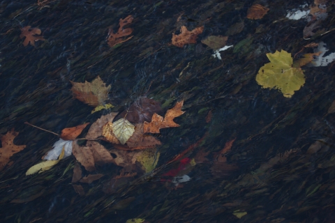 Leaves in a stream of running water.