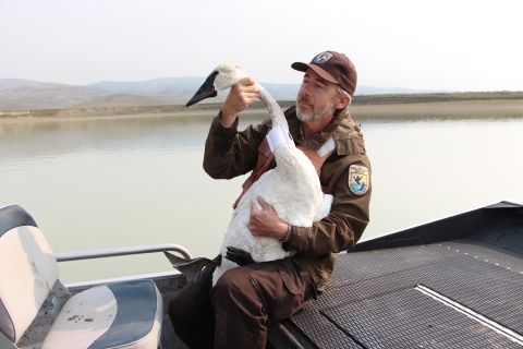 A man holds a trumpeter swan sporting a neck collar.