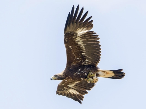 A juvenile golden eagle, brown and white mottled feathers, flying with a light blue sky background