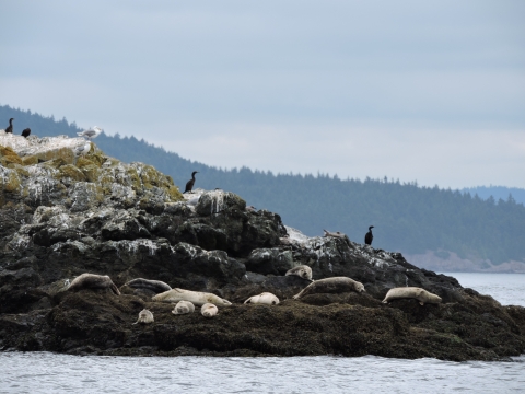 Seals and Birds Rest on a Rocky Refuge Island