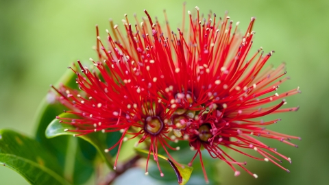 A bright red flower that looks more like a pom-pom 