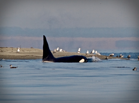An Orca Hunts Seals on the Dungeness Spit