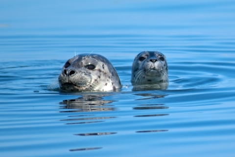 A Harbor Seal and a Pup Peer from a Calm Sea