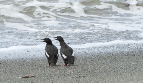 A Pair of Pigeon Guillemots on a Beach