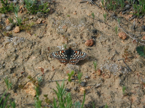 Butterfly on the ground with wings extended.