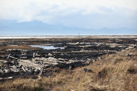 Graveyard Spit Tidal Marsh With Driftwood Logs