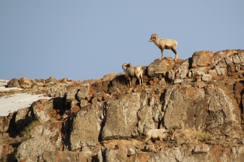 Bighorn sheep on cliffs.