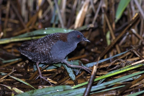 Eastern black rail walks on decaying and live grasses in a marsh area.